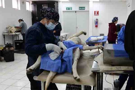 esterilizacion canina