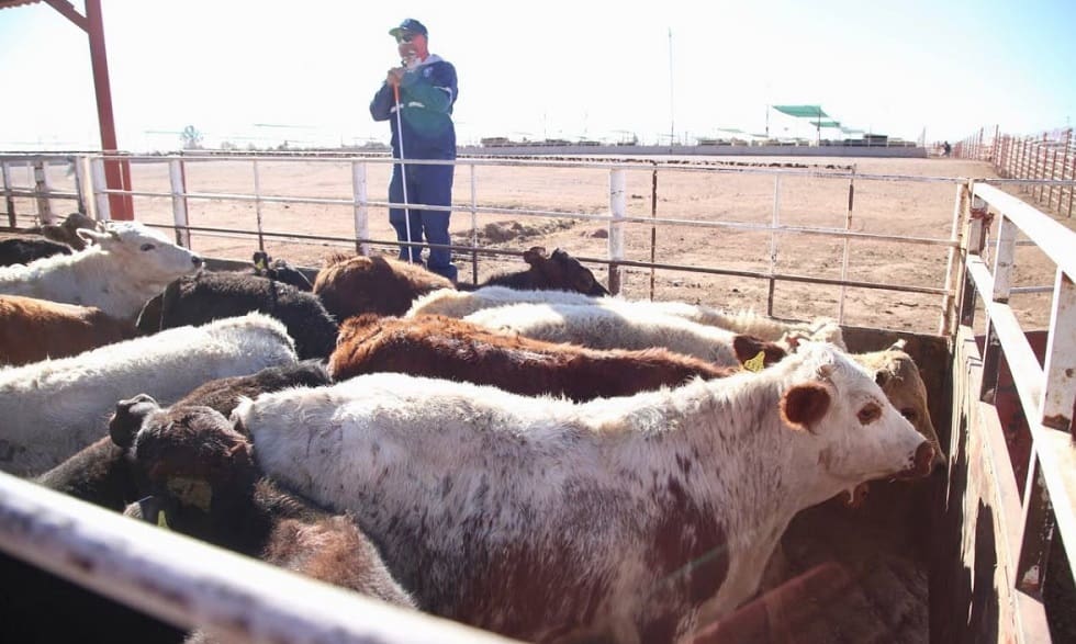 Gobernador Durazo reactiva exportación de ganado sonorense-min