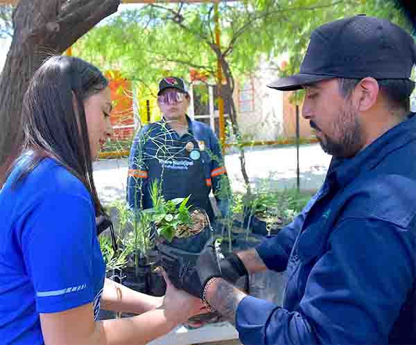 donacion arbolees