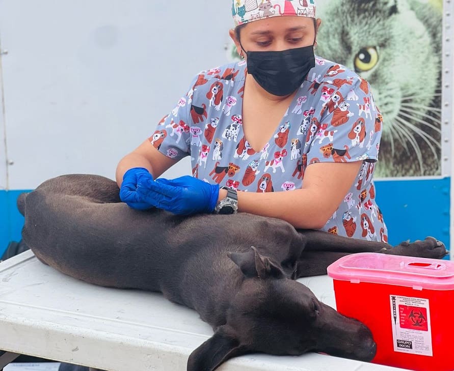 servicios en beneficio de animales de compañía en Punta Chueca-min