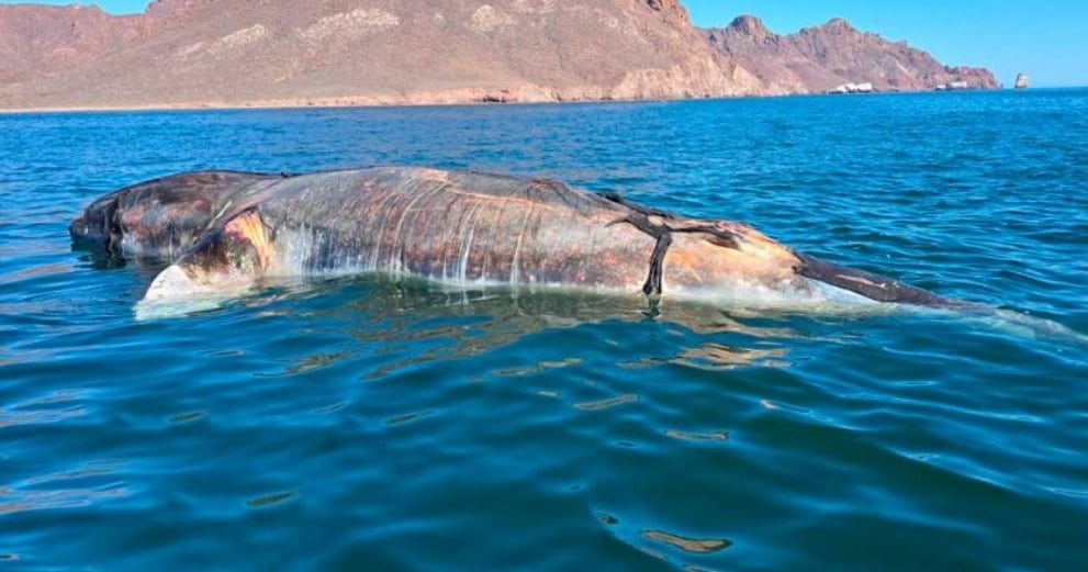 ballena muerta-min (1)