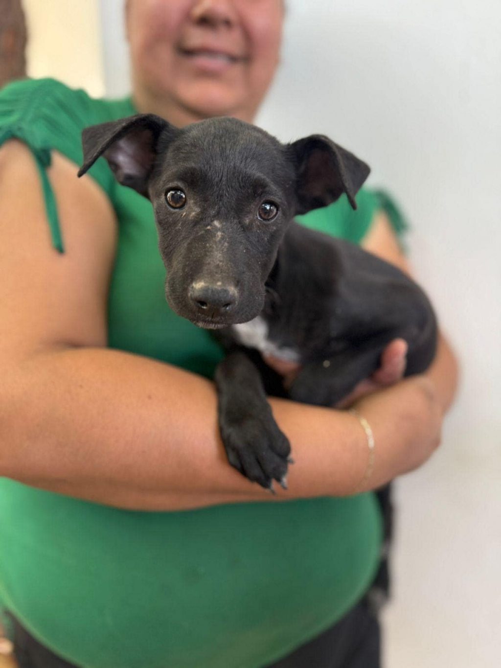 Beneficia Gobierno de Sonora salud animal-min