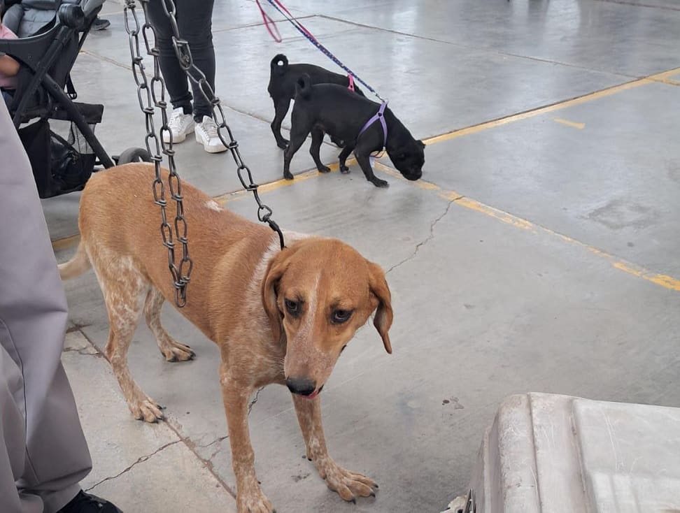 salud animal con jornada de bienestar en Banámichi)-min