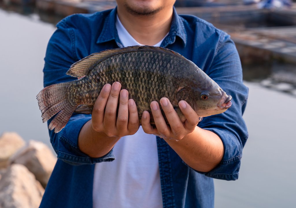 tilapia