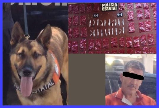 K9 hermosillo