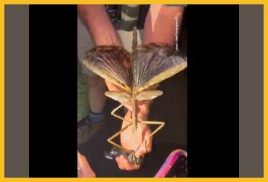 insecto palo