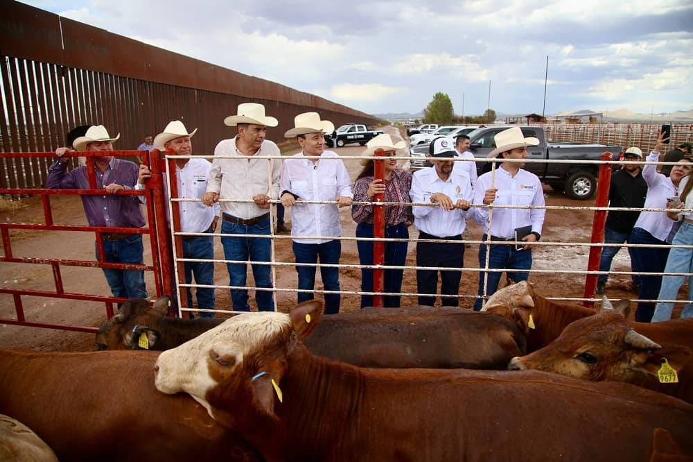 se reanuda exportación de ganado a EUA-min