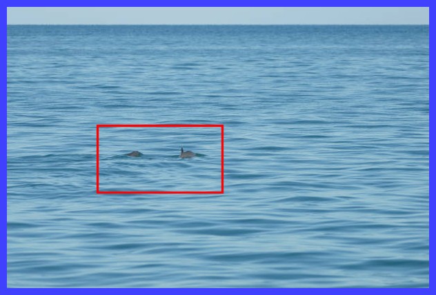 vaquita