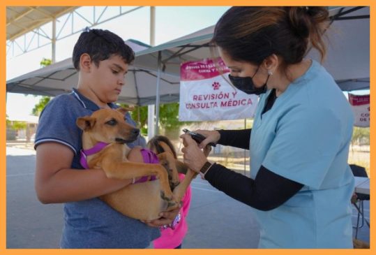atencion veterinaria