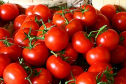 Gobierno entrega créditos a productores de jitomate de Baja California, Sonora, Estado de México y Oaxaca