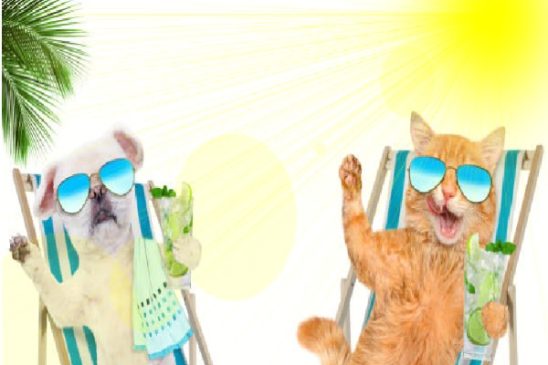 mascotas calor