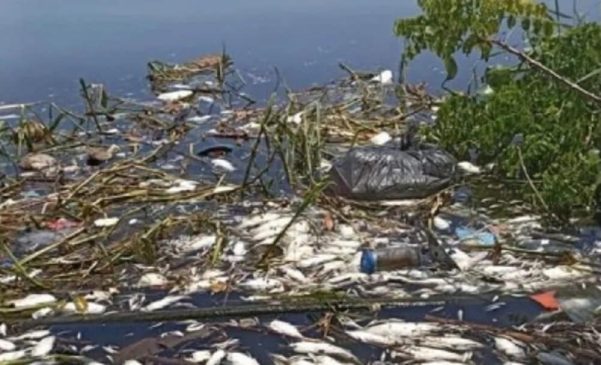 muerte masiva de peces en laguna tres palos-min