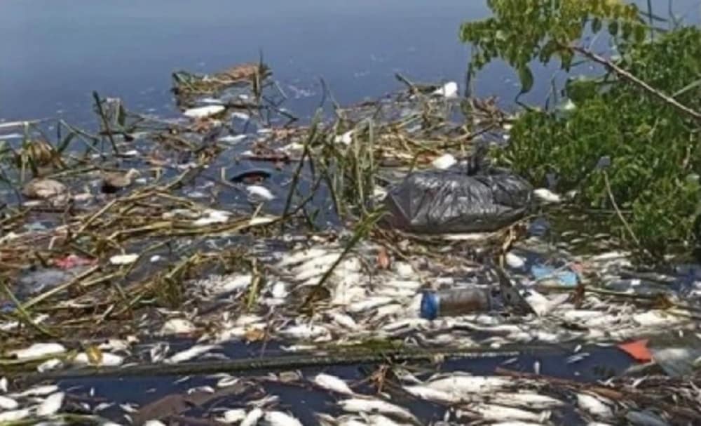 muerte masiva de peces en laguna tres palos-min