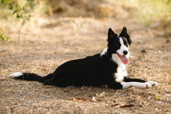 perro-de-raza-border-collie en la UniSon muerde a estudiantes2-min