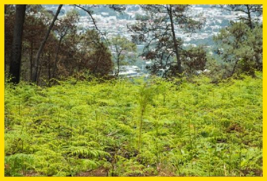 reforestacion michacan