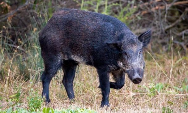 reportan-en-california-jabalies-con-carne-azul-brillante-min