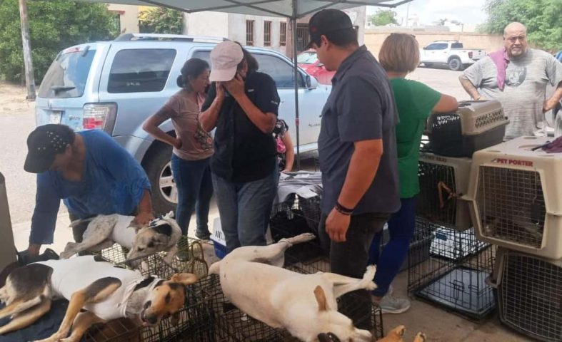 Beneficia Gobierno de Sonora la salud animal-min