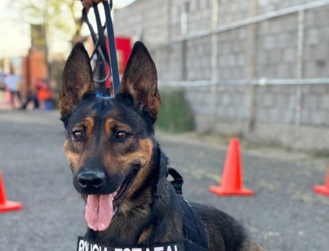 Cuenta Gobierno del Estado con Unidad Especializada K-9-min