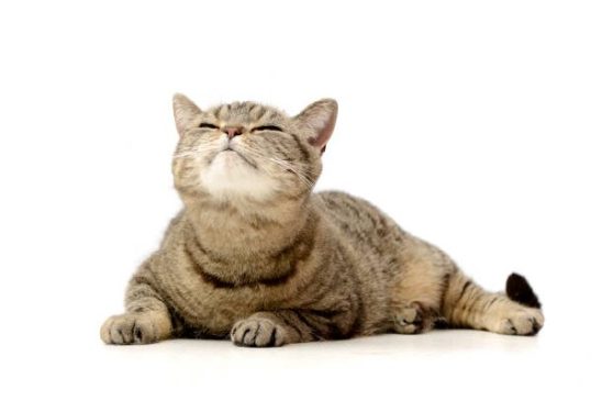 gato pardo