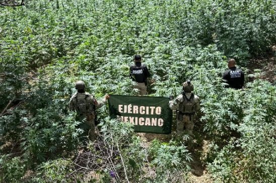 plantio marihuana1