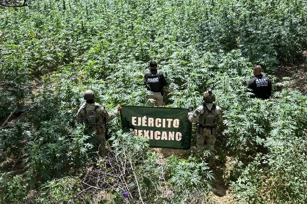 plantio marihuana1