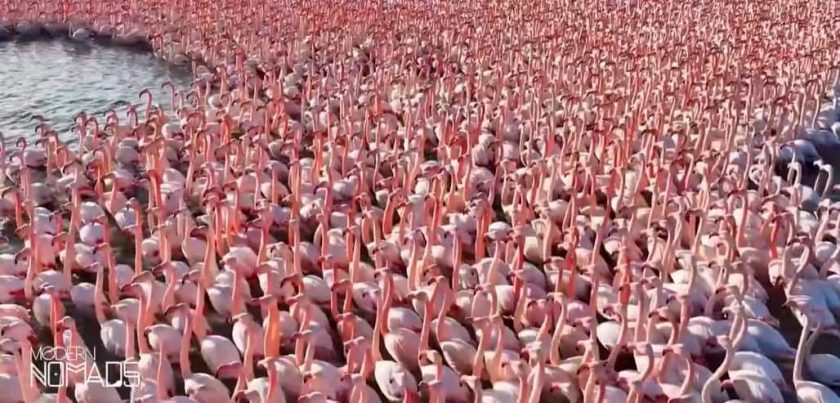 Reserva Natural de Korgalzhyn en Kazajistá de Flamencos-min