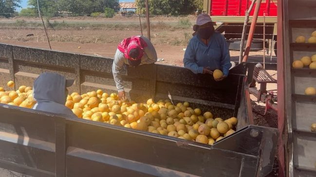 citricos en el valle-min