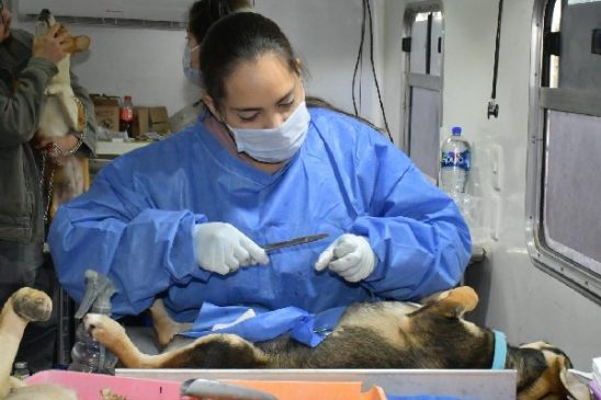 esterilizacion canina