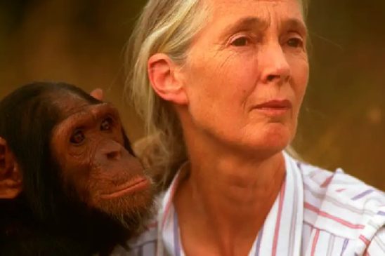 jane goodall
