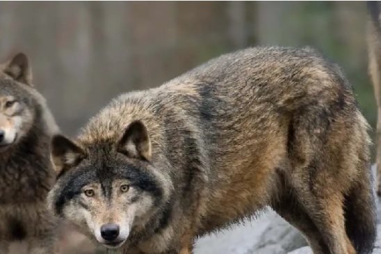lobo