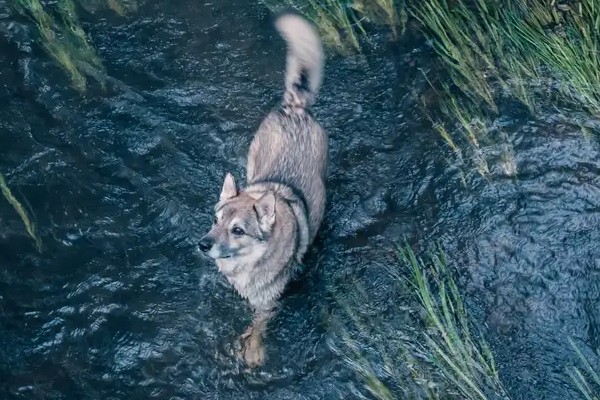 perro lobo