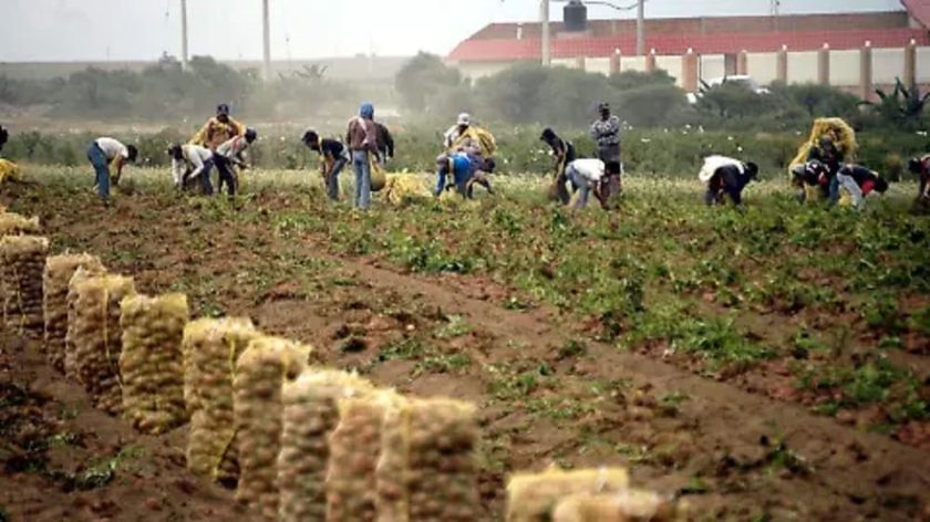 agricultores levantantando cosecha-min