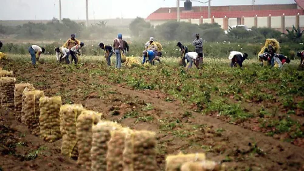 agricultores levantantando cosecha-min