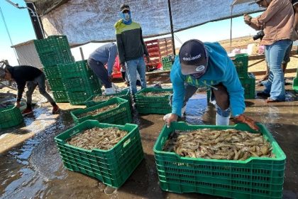 Resaltan Sagarhpa y el Cosaes sanidad y liderazgo del camarón sonorense a nivel mundial