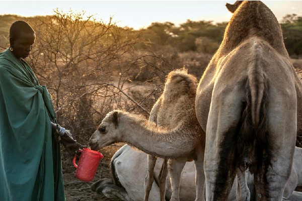 camellos kenya