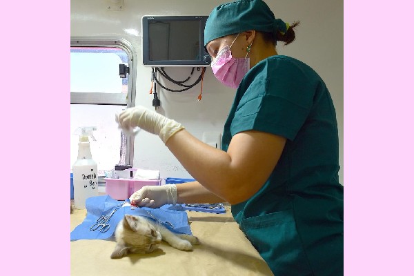 esterilizacion mascotas hmo