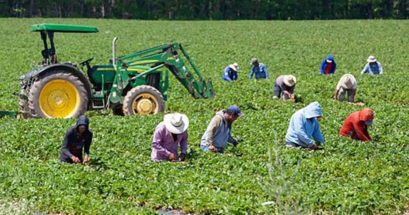 jornaleros-mexicanos-en-canad-esperan-apoyo-min