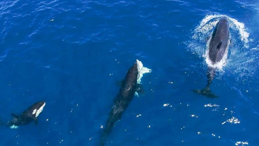 pelea de orcas y un tiburón blanco-min
