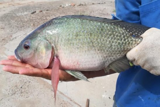 tilapia