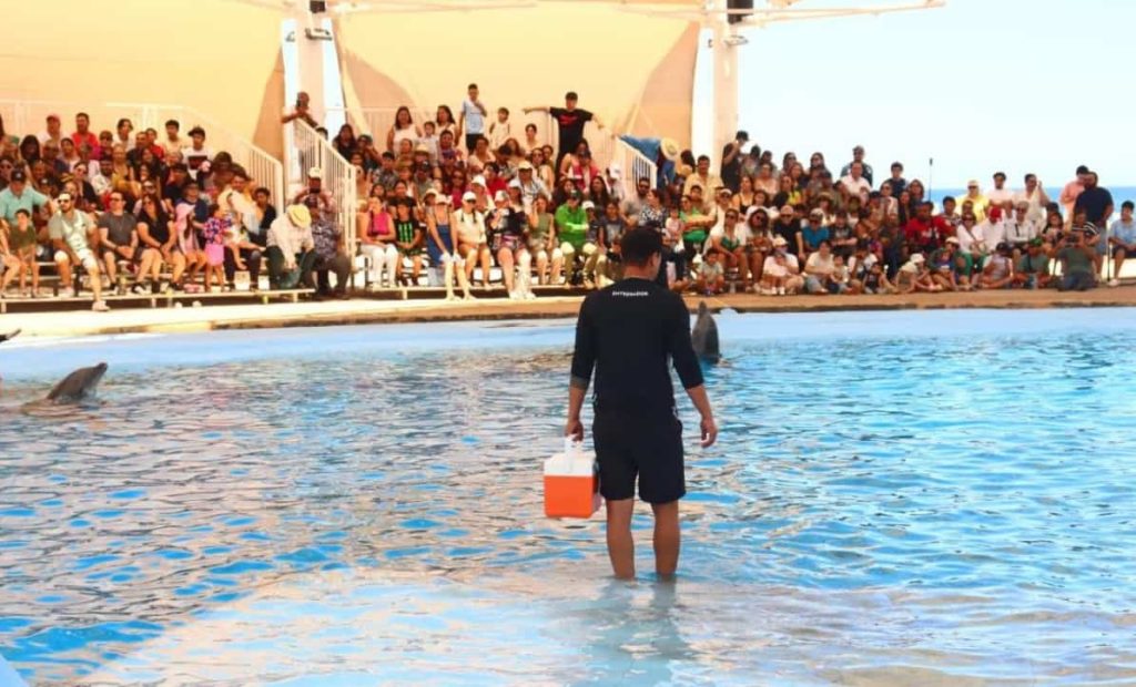 Gobierno de Sonora invita a visitar el Delfinario Sonora.-min (1)