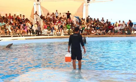Gobierno de Sonora invita a visitar el Delfinario Sonora durante el periodo vacacional