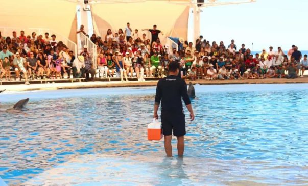 Gobierno de Sonora invita a visitar el Delfinario Sonora.-min (1)