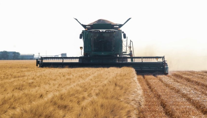 Llama Sagarhpa a productores de trigo .-min