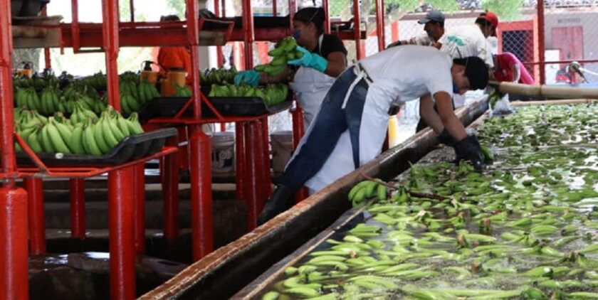 SADER blinda 660 mil plantas de plátano contra hongo Fusarium en 2025-min