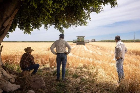 agilizar pagos a productores de trigo panificable y maíz en Sonora..-min
