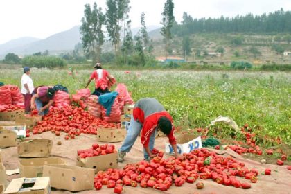Fuerte caída de las actividades primarias 7.7% impacta PIB de Sonora 2024 cae medio punto