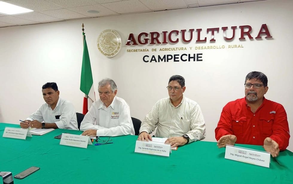 campeche-triplicara-produccion-de-arroz-en-4-anos-esperan-cosechar-180-mil-toneladas-min
