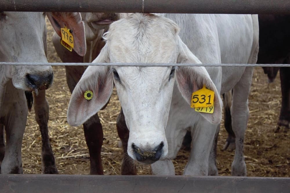 cierre-de-la-frontera-de-estados-unidos-frena-exportacion-ganadera-en-nuevo-laredo-min