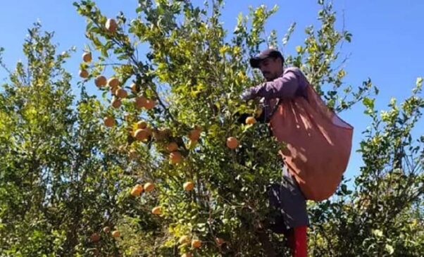 cosrte de mandarina (1)