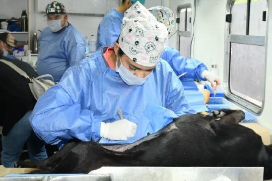 esterilización canina